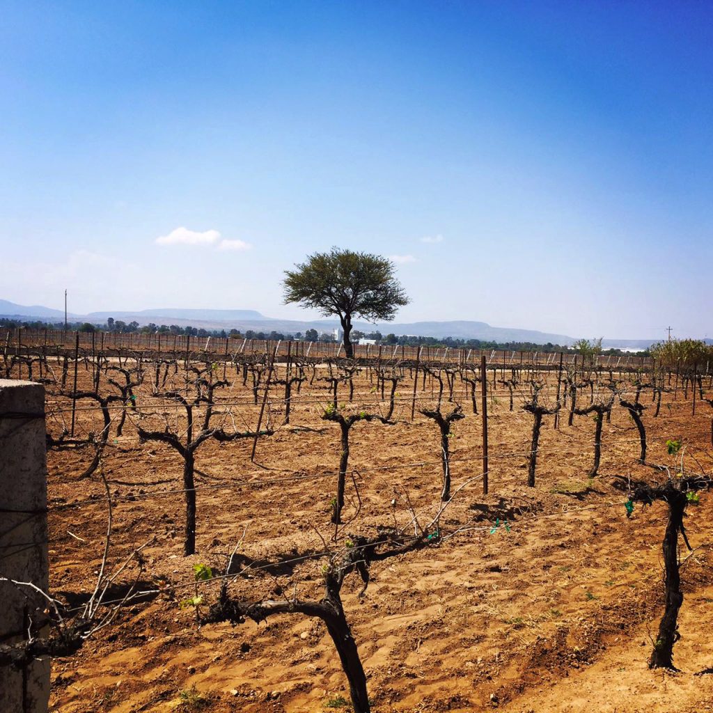 ISU presente en 100 vinos mexicanos